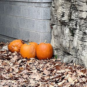 Pumpkins
