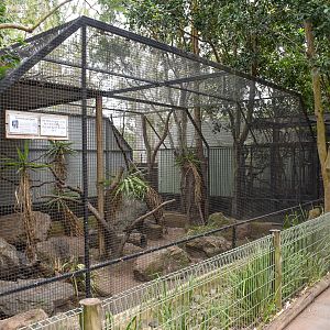 Tiger Quoll Enclosure