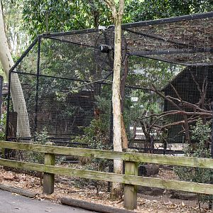 Golden Brushtail Possum/Potoroo Enclosure
