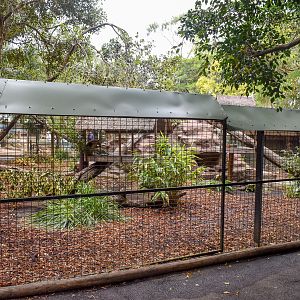 Tree Kangaroo Enclosure