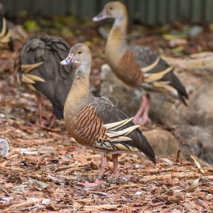 Plumed Whistling-Ducks