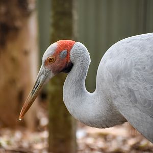 Brolga