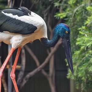 Black-necked Stork