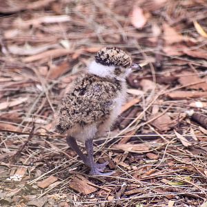 Banded Lapwing Chick
