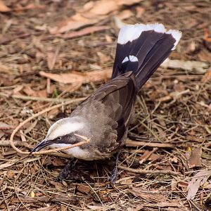 Grey-crowned Babbler