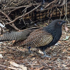 Pheasant Coucal