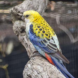Pale-headed Rosella