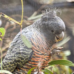 Gang-gang Cockatoo