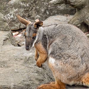 Yellow-footed Rock-Wallaby