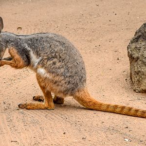 Yellow-footed Rock-Wallaby