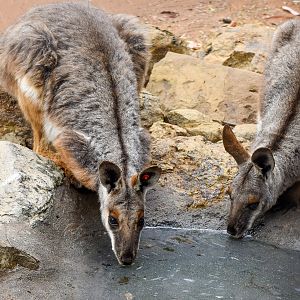 Yellow-footed Rock-Wallabies