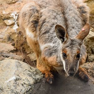 Yellow-footed Rock-Wallaby