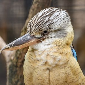 Blue-winged Kookaburra