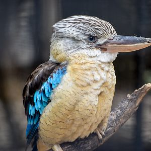 Blue-winged Kookaburra