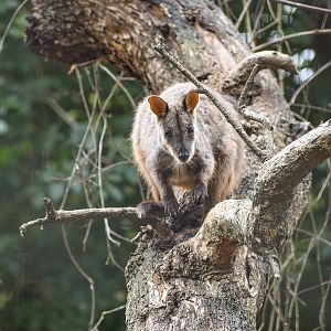 Rock-Wallaby in a tree