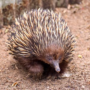 Short-beaked Echidna