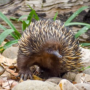 Short-beaked Echidna
