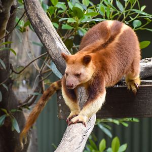 Goodfellow's Tree-Kangaroo