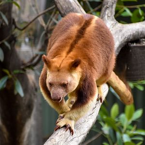 Goodfellow's Tree-Kangaroo