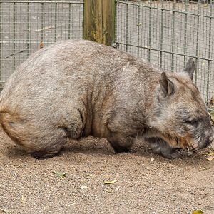 Southern Hairy-nosed Wombat