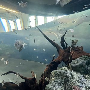 Aquarium
