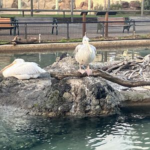 Pink backed and White Pelicans