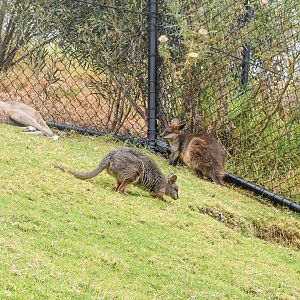 Four Species of Macropod in one photo