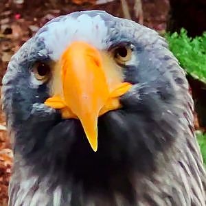 National Aviary 2022 - YouTube