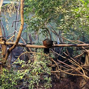 Azara Agouti/Great Curassow/Channel-billed Toucan, Tropical House