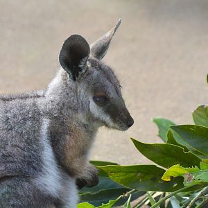 Queensland yellow-footed rock-wallaby (Petrogale xanthopus celeris)