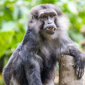 Tonkean macaque (Macaca tonkeana) ?