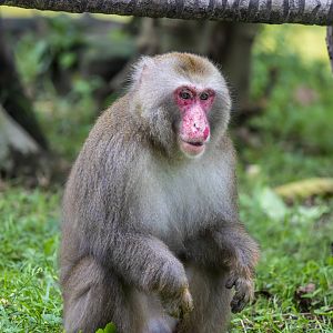 Japanese macaque (Macaca fuscata)