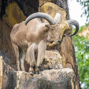Barbary Sheep (Ammotragus lervia