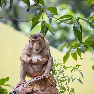 Southern pig-tailed macaque (Macaca nemestrina)