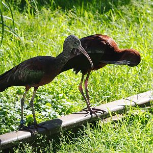 Glossy ibis (Plegadis falcinellus), 2022-06-15