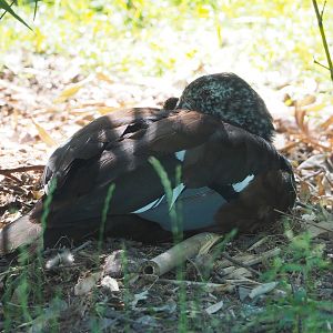 White-winged wood duck (Asarcornis scutulata), 2022-06-15
