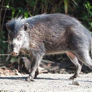Negros Visayan warty pig (Sus cebifrons negrinus), 2022-06-15