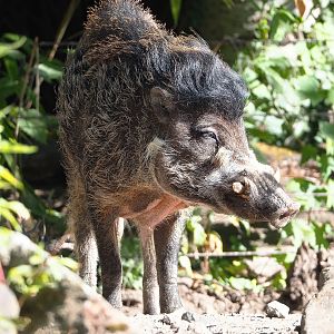 Negros Visayan warty pig (Sus cebifrons negrinus), 2022-06-15