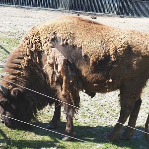 Wisent (Bison bonasus), 2022-06-15