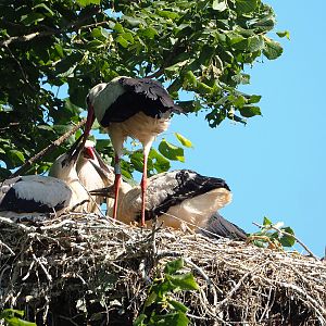 European white storks (Ciconia ciconia) on nest, 2022-06-15