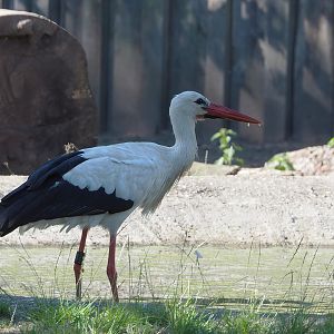 European white stork (Ciconia ciconia), 2022-06-15