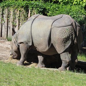 Indian rhinoceros (Rhinoceros unicornis) Gujarat, 2022-06-15