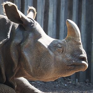 Indian rhinoceros (Rhinoceros unicornis) Karamat, 2022-06-15