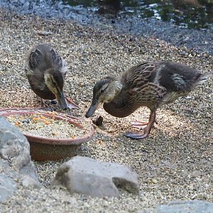 Juvenile Mallards  (Anas platyrhynchos), 2022-06-15