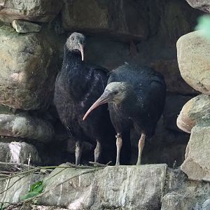 Juvenile Waldrapps (Geronticus eremita), 2022-06-15