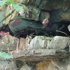 Waldrapps (Geronticus eremita), 2022-06-15