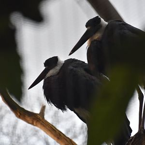 Asian woollyneck stork pair