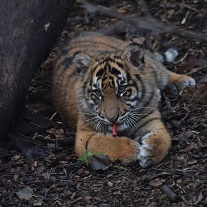 Sumatran tiger cub