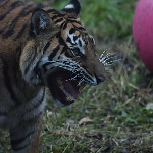 Flehmen Response in Gaysha