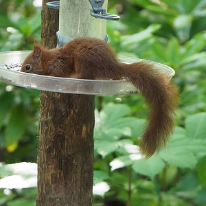 Wild Eurasian red squirrel (Sciurus vulgaris) on bird feeder, 2022-06-15